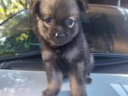 Pomeranian Puppies