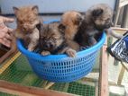 pomeranian puppys
