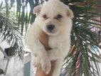 Pomeranian Puppies