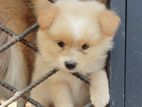 Pomeranian Puppies