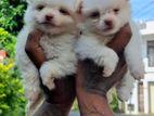 Pomeranian Puppies