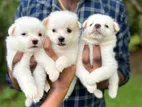 Pomeranians Puppies