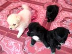Pomeranians Puppies