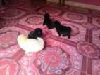 Pomeranians Puppies