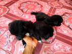 Pomeranians Puppies
