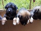 Pomeranion Puppies (Japanese Dash)