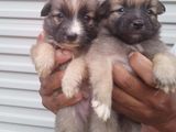 Pomeranian Puppies