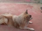 Pomeranian Dog