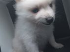Pomeranian Dog