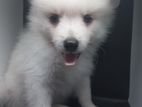 Pomeranian Dog