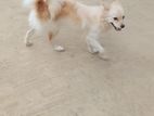 Pomaneriyon Dog