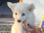 pomerian dogs