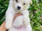 Pomerian