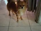Pomerian