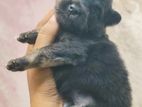 Pomerian Dog
