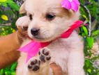 Pomeranian