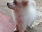 Pomerian Dog