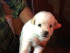 Pomeranian Puppy