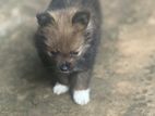 Pomerian Puppies