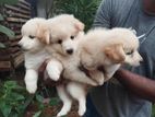 Pomerian Puppies