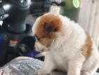 Pomerian Puppies