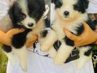 Pomeranian Puppies