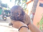 Pomerian Puppies