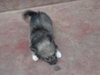 Pomerian Puppies