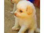 Pomerian Puppies
