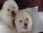 Pomeranian Puppies