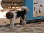 Pomerian Puppies
