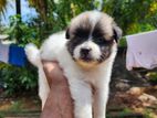 Pomerian puppies
