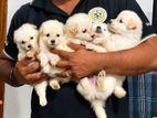 Pomerian Puppy (dog)