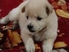Pomerian Puppies