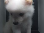 Pomeranian Puppy