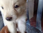 Pomeranian Puppies
