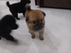 Pomeranian Puppy
