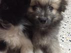 Pomerian Puppy