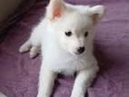 Pomeranian Puppy