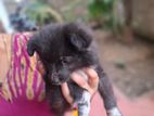 Pomeranian Puppy