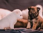 Pomerian puppy's