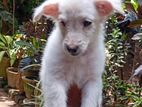 Pomeranian Dog