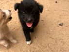 Pomeranian Dog