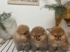 Pomeranian Puppy