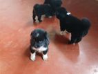 Pomaranian Puppy