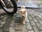 Pomeranian Puppy