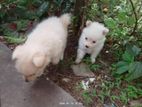 Pomeranian Dog