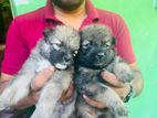 Pomeranian Puppies