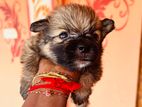 Pomeranian Puppies