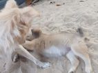 Pomaranian Puppies